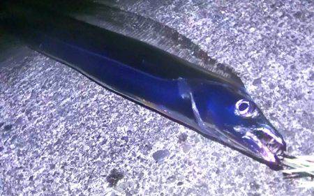 焼津港　連日太刀魚の釣果